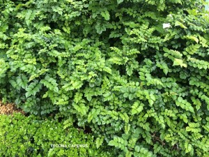 Tecoma capensis - foliage